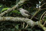 Tropical Mockingbird portfolio