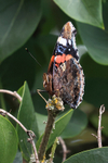 Red Admiral front view, Oxfordshire, UK