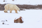 Polar Bear looking to spar, Churchill, Canada