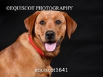 equiscot1641
