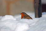 Robin