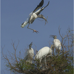 Wildlife portfolio