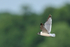 Franklin's Gull in flight, Minnesota