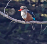 Grey Headed Kingfisher