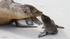 Galapagos Sealion 5