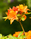 20140525-3K8A1632