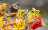 Female Ring Ouzel