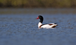 Shelduck - tadorna tad...
