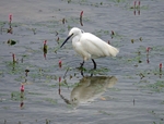 Little Egret