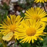 Eastern leopard's bane (Doronicum columnae) 