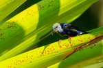 Moulting Red-legged Honeycreeper (male), Casa Corcovado, Costa Rica