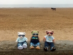 Donkey No Mates
