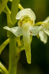 Butterfly Orchid Close Up