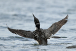 Common Loon (adult) shakes head during wing flap, Minnesota