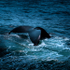 whale tail [color]