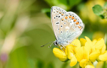Common blue