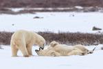 Polar Bears rest during sparring match, Churchill, Canada