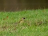 Green Woodpecker