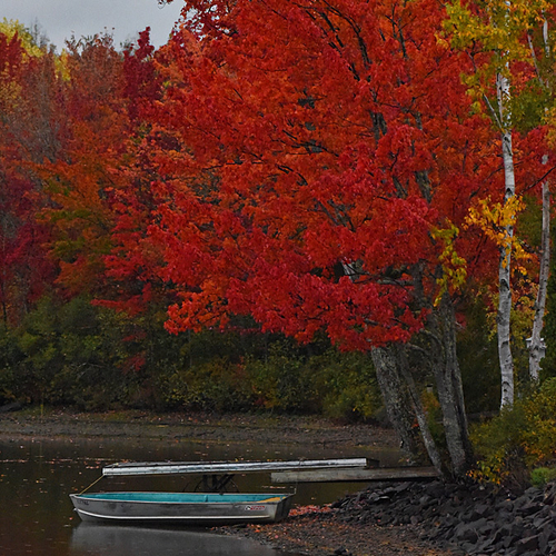 A red maple burns bright along the shores of North Lake in rural York County, NB, Canada.
