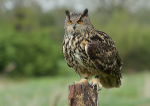 Eagle Owl