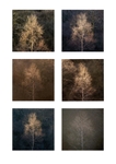 Silver Birch