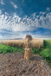 Harvest Haverill