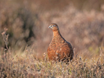 Red Grouse - Lagopus lagopus