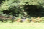 FOM_0710