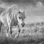 3rd Print-Free To Roam-Jan Sullivan