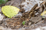 Slender-Tailed Nightjar portfolio