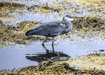 HERON  CRINAN SCOTLAND-