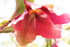Hellebore