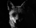 The Vixen