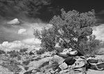 Tree and Clouds #3