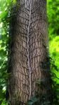16th July Ivy Stems on Ash