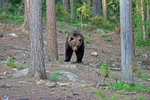 Brown Bear