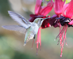 Anna's and fuchsia
