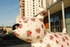 4. Rosy Posy, Churchill Way