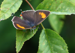 Brown Hairstreak