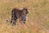 Leopard stalking in the grass