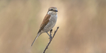 Female Red Backed Shrike.
