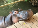 Jessica The Hippo, South Africa
