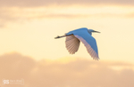 Great White Egret at sunset