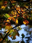 Evening Oak Leaves