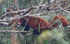 Red Panda