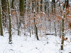 Winter Colour.
