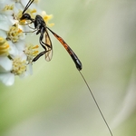 Female Parasitic Wasp on Yarrow