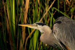 Great Blue Heron _0057
