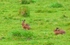 Brown Hares