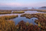 Coastal Marsh & Fog